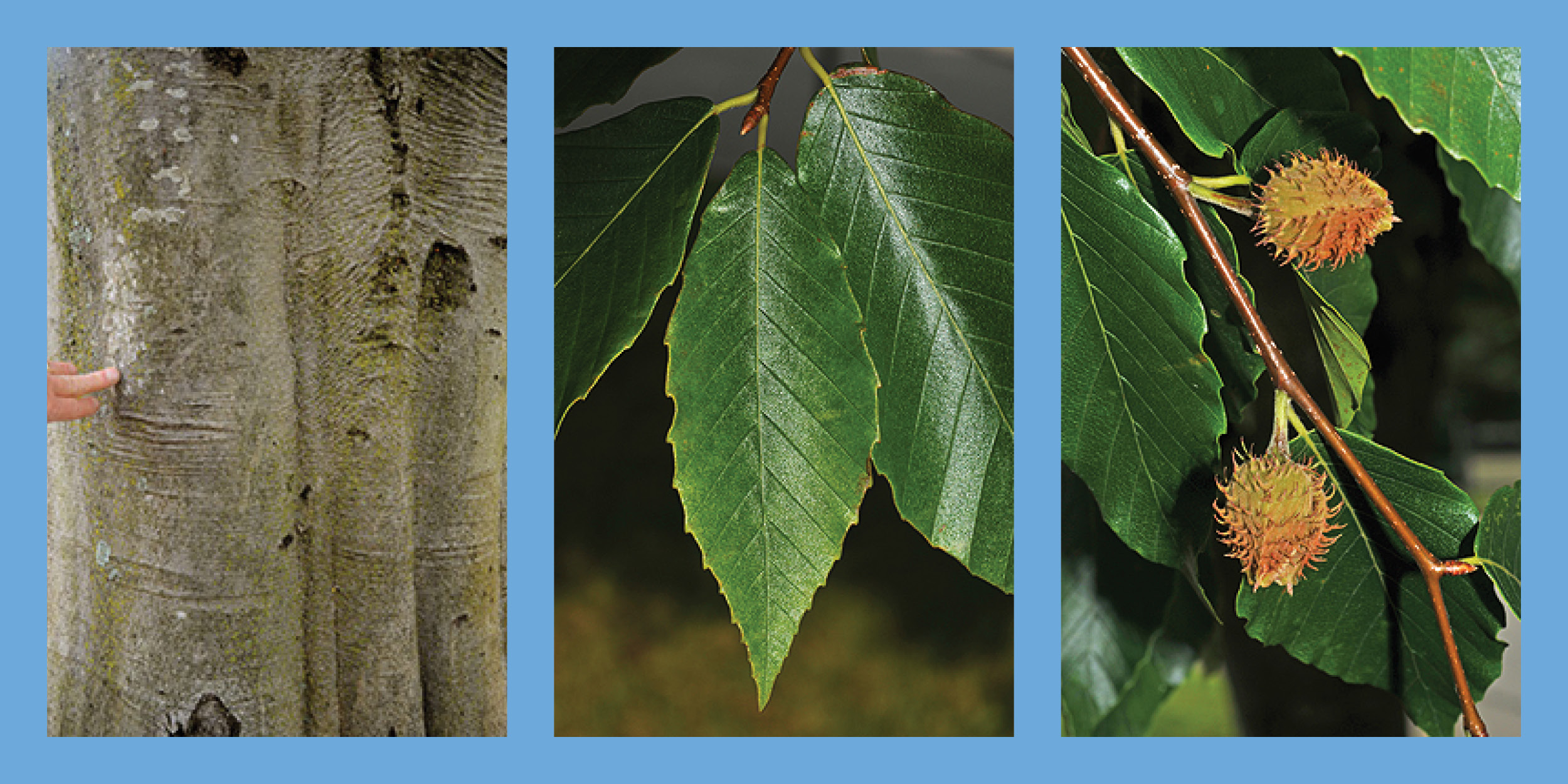 Three images of the American Beach tree