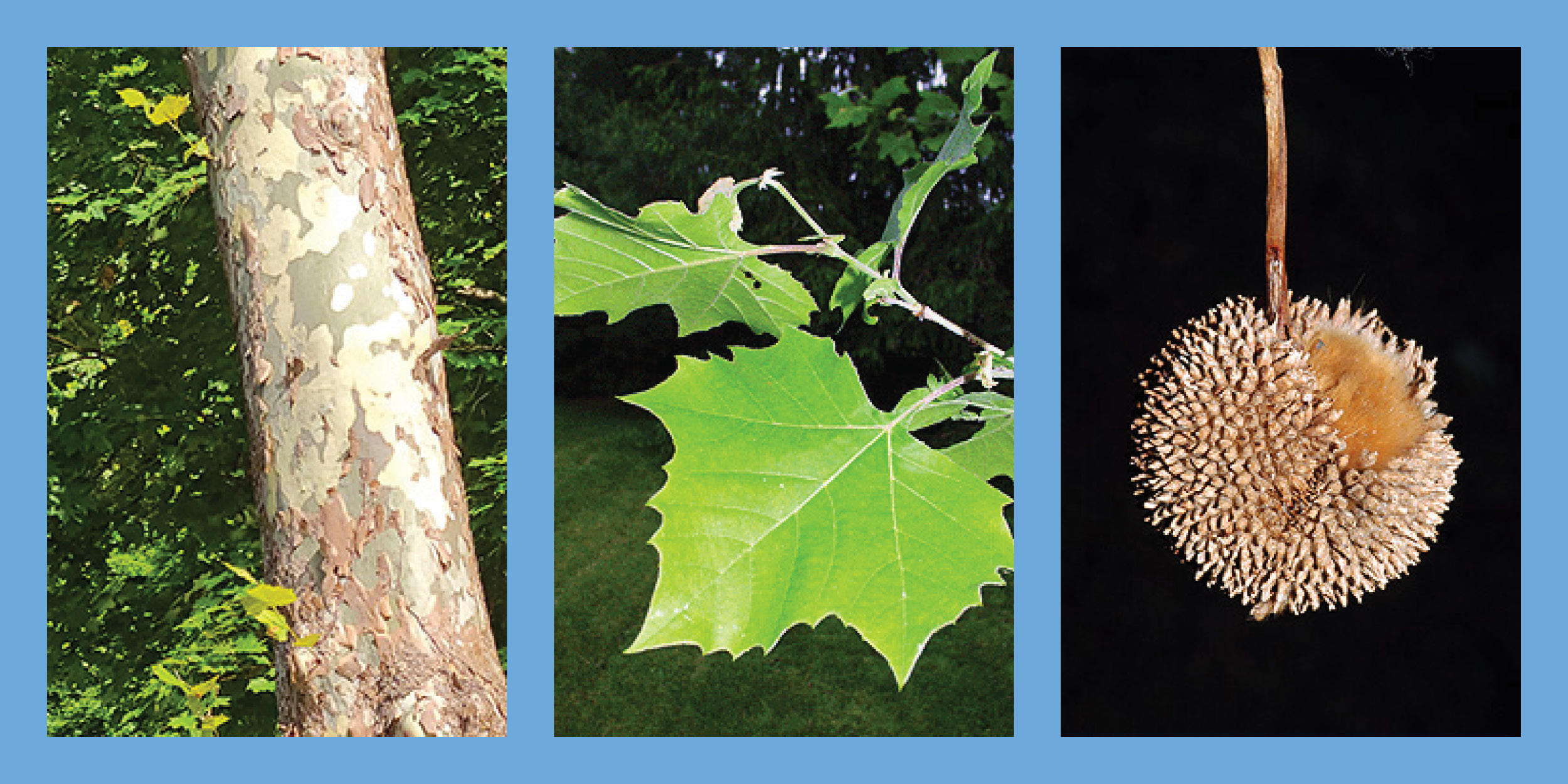 Three images of the American Sycamore tree