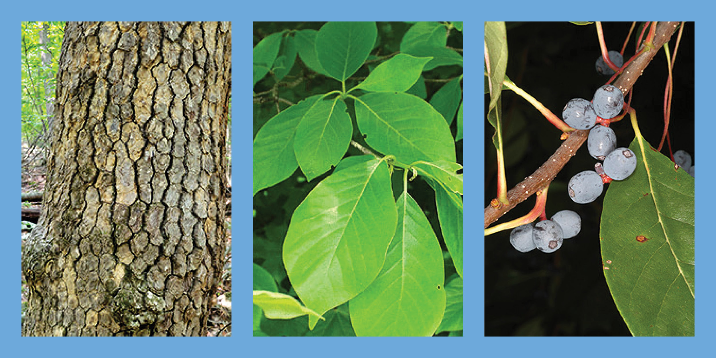 Three images of the Black Gum tree