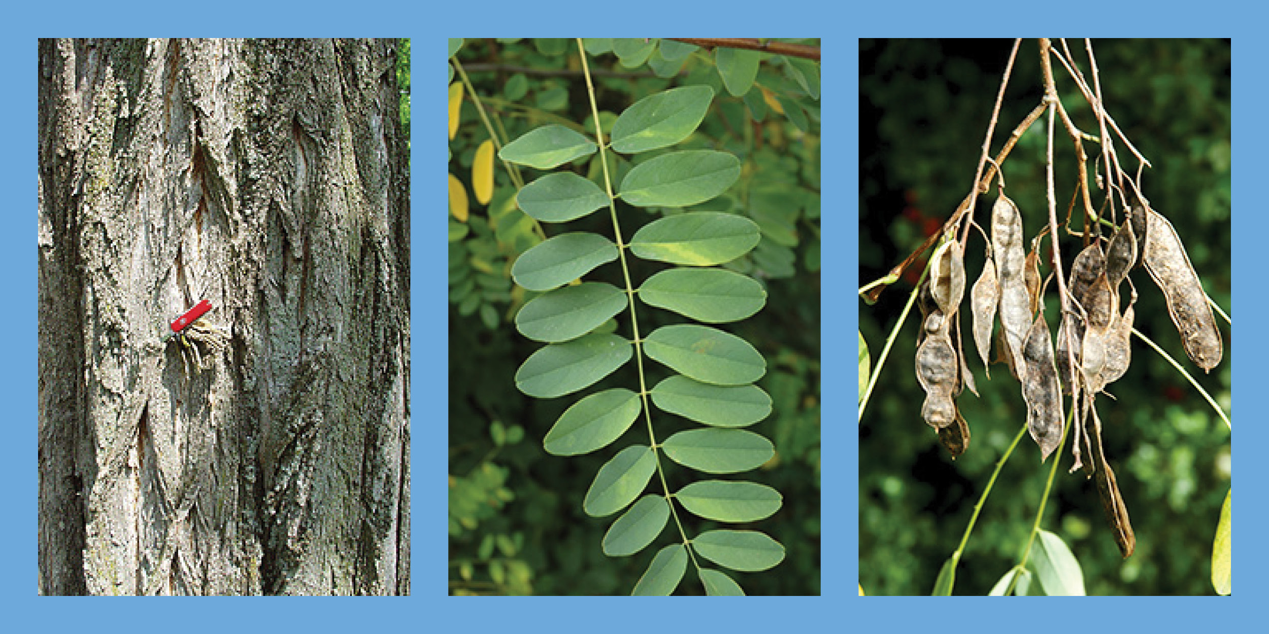 Three images of the Black Locust tree