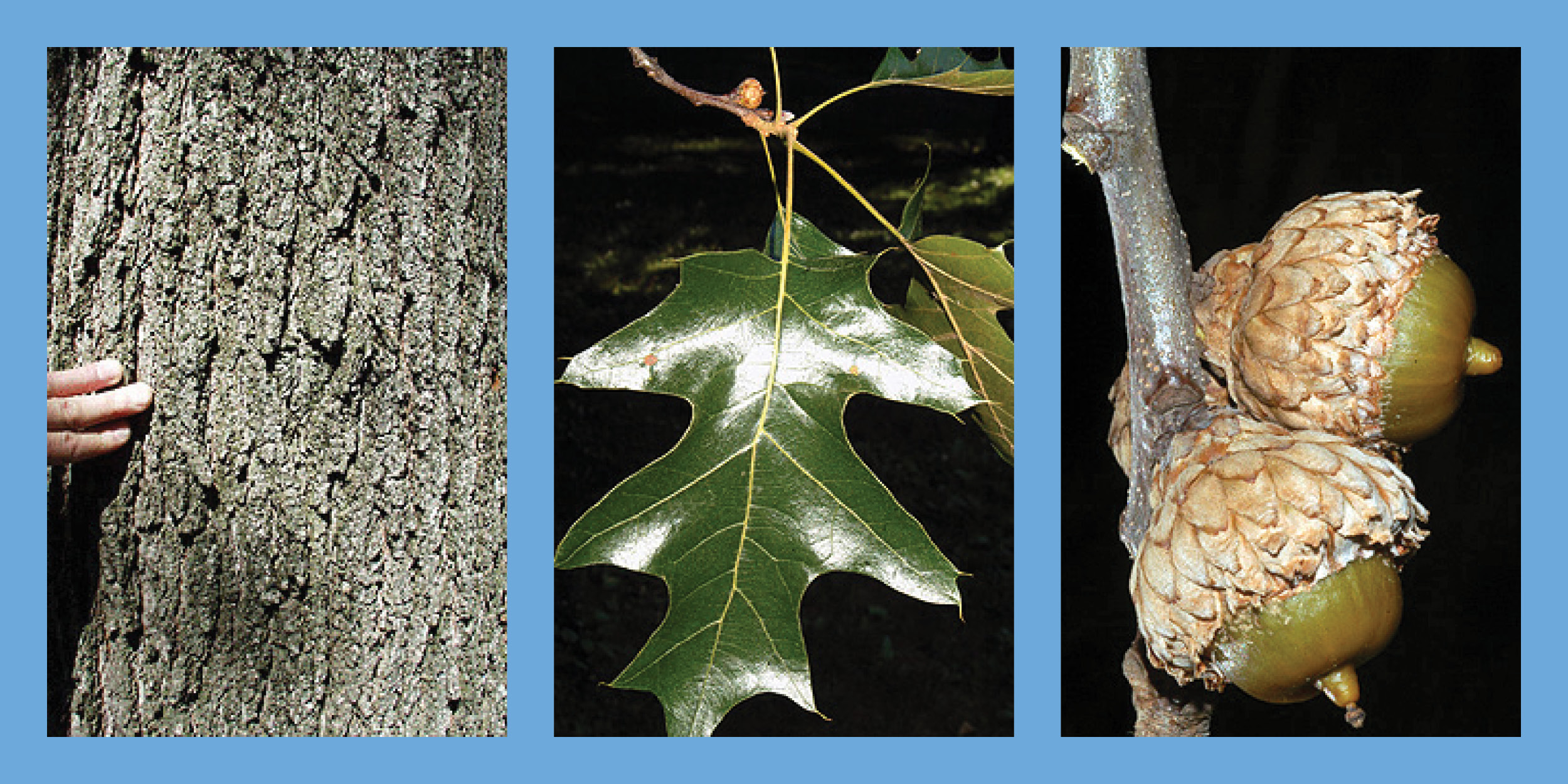 Three images of a Black Oak tree