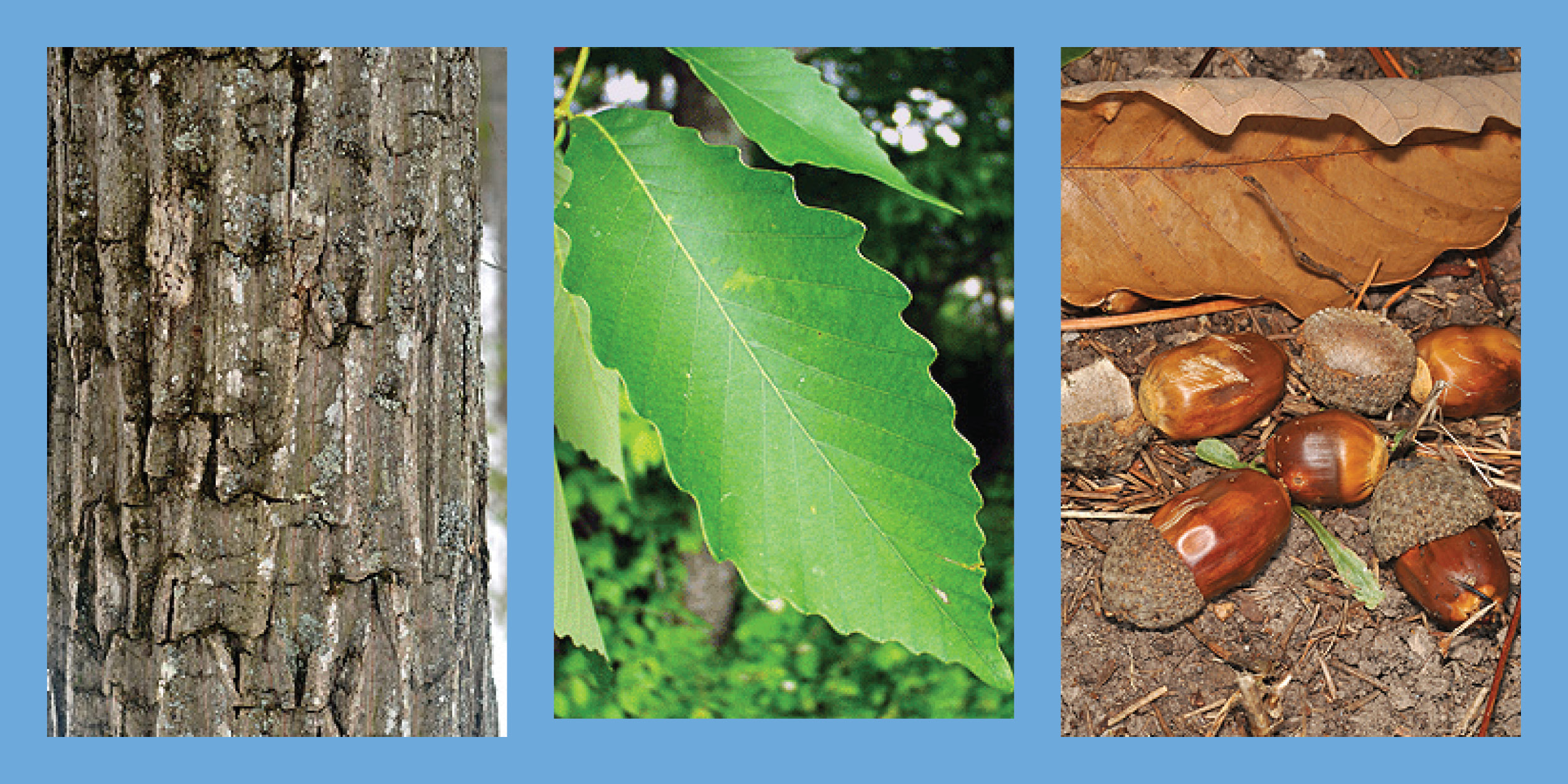 Three images of a Chestnut Oak tree