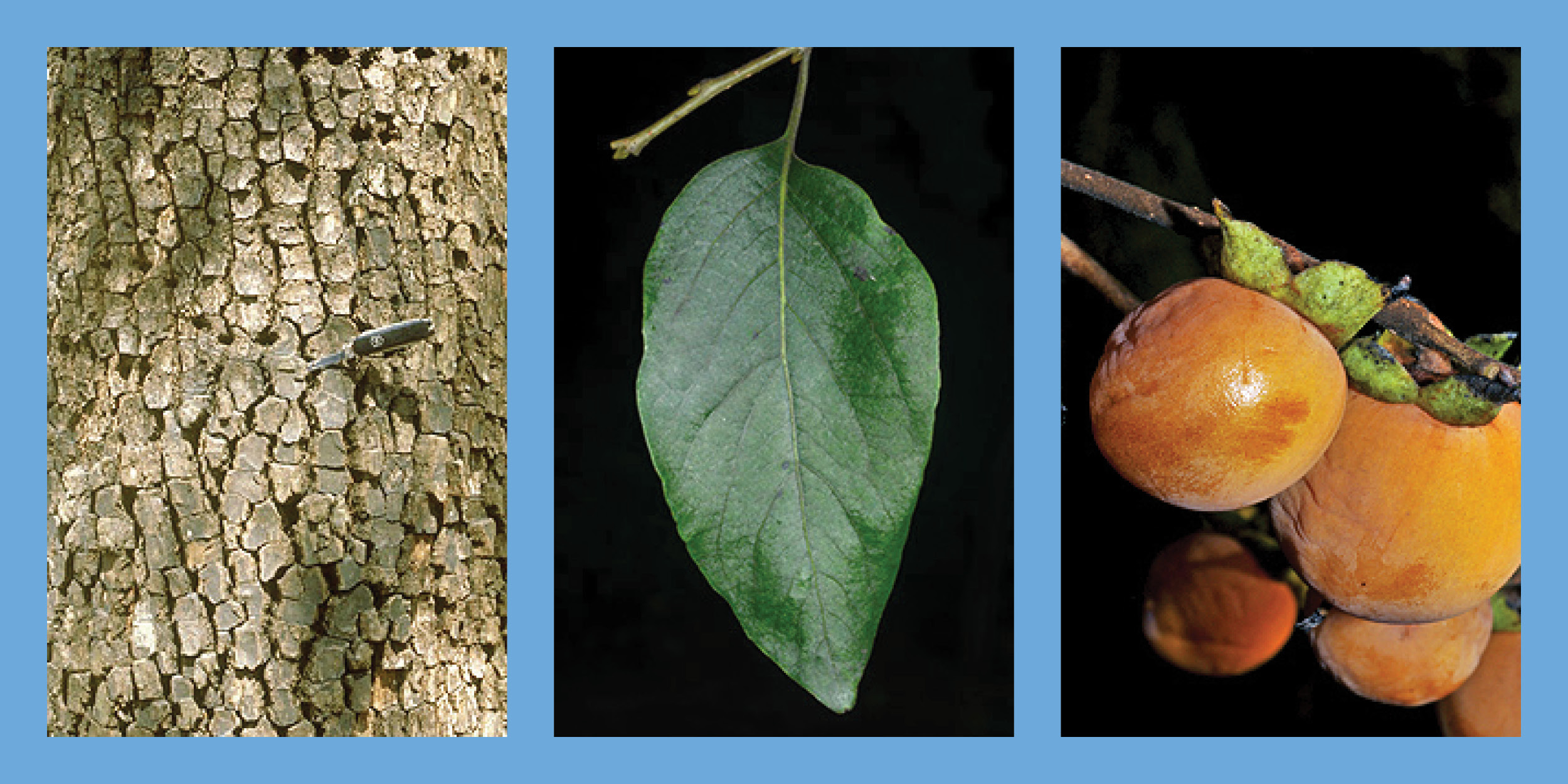 Three images of the Common Persimmon tree