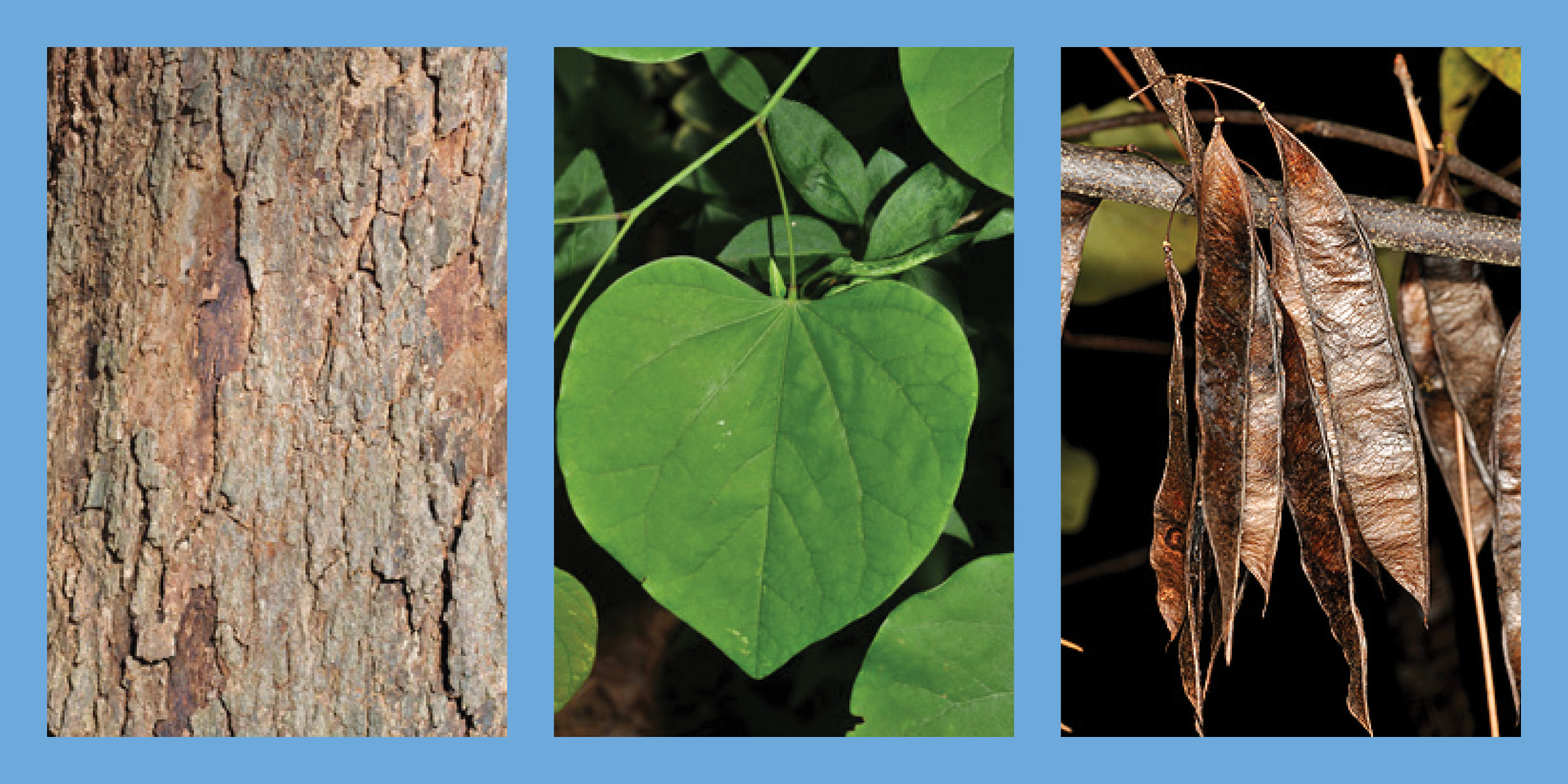 Three images of the Eastern Redbud tree