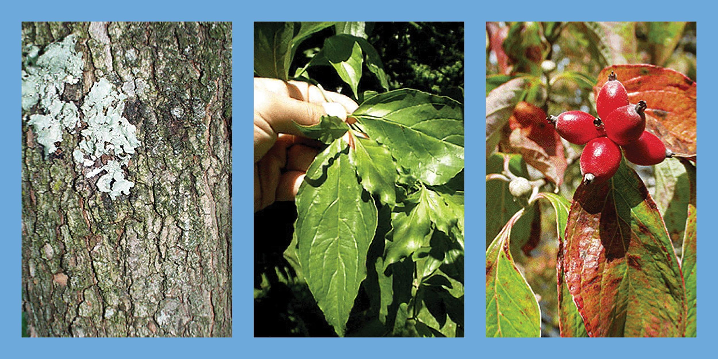 Three images of the Flowering Dogwood tree