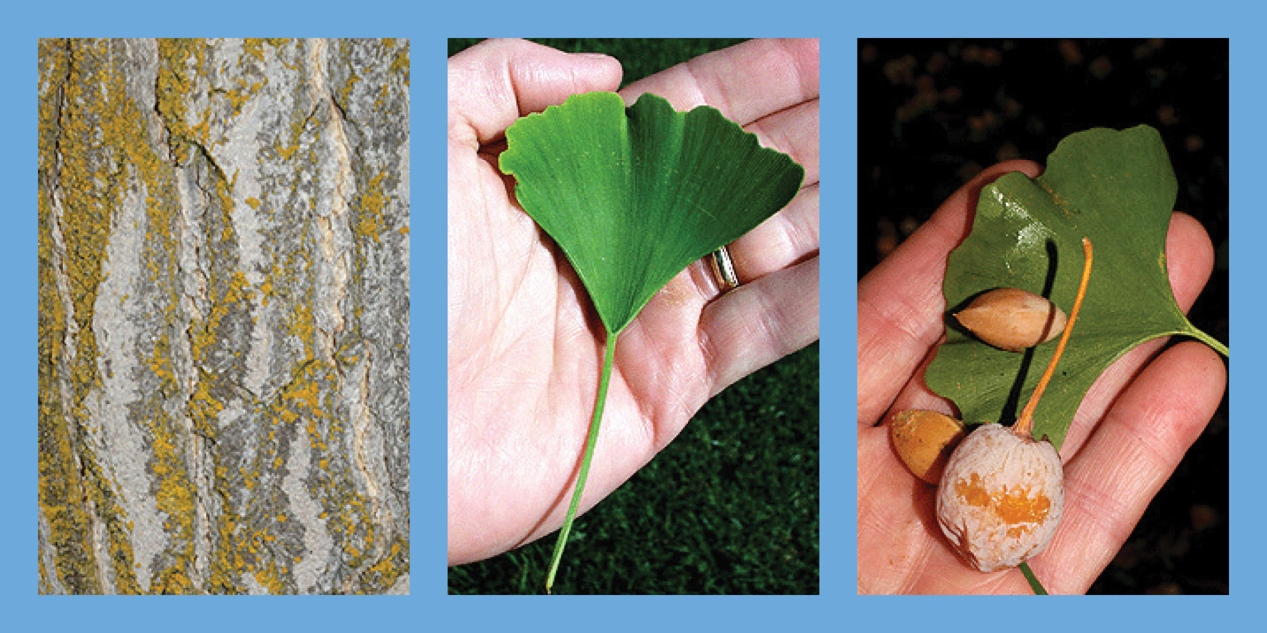 Three images of the Ginkgo tree
