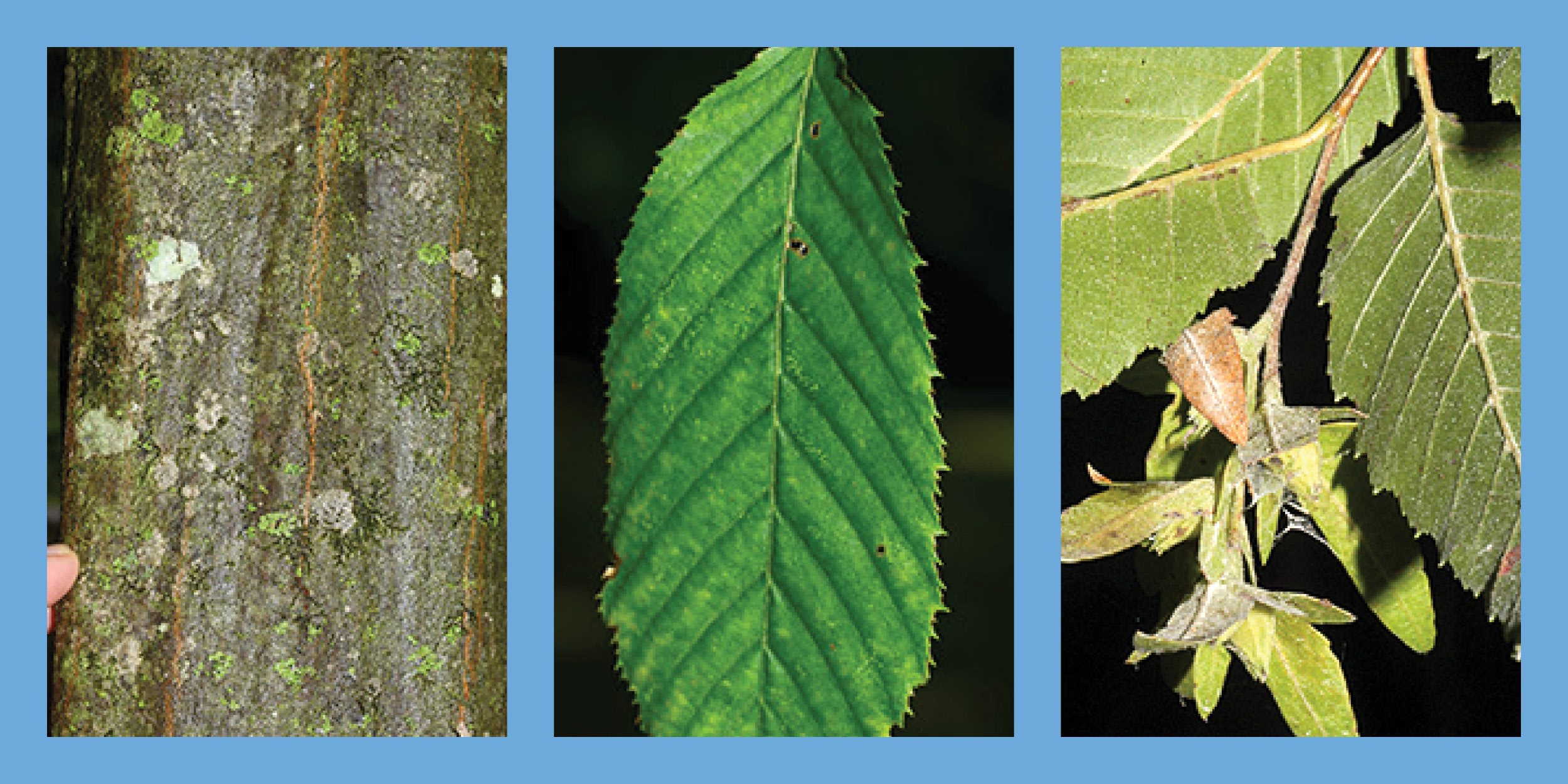Three images of the Ironwood tree