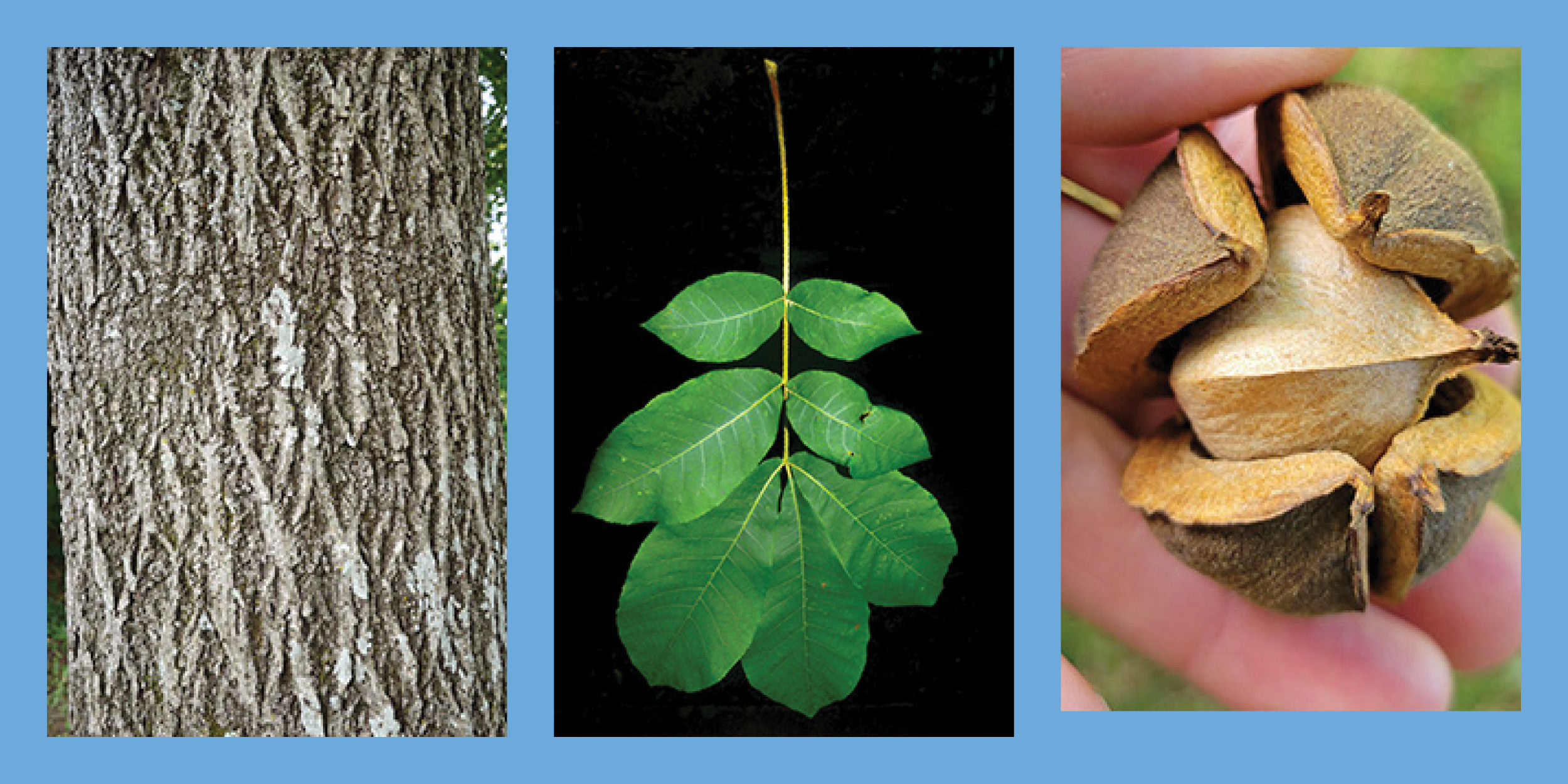 Three images of the Mockernut Hickory tree.