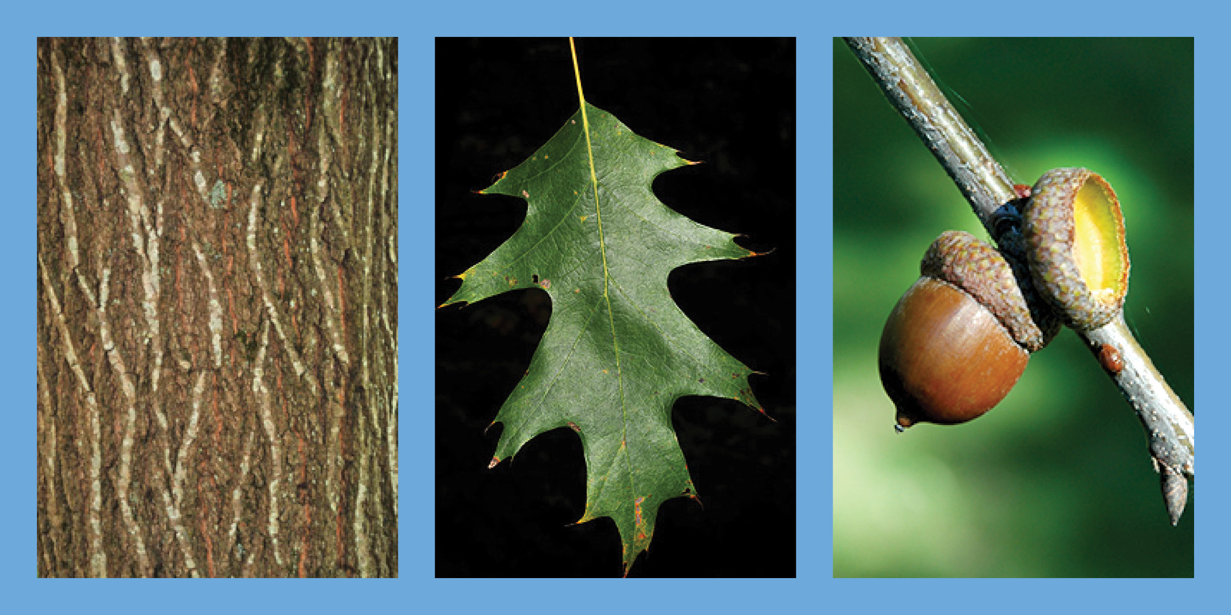 Three images of the Northern Red Oak tree.