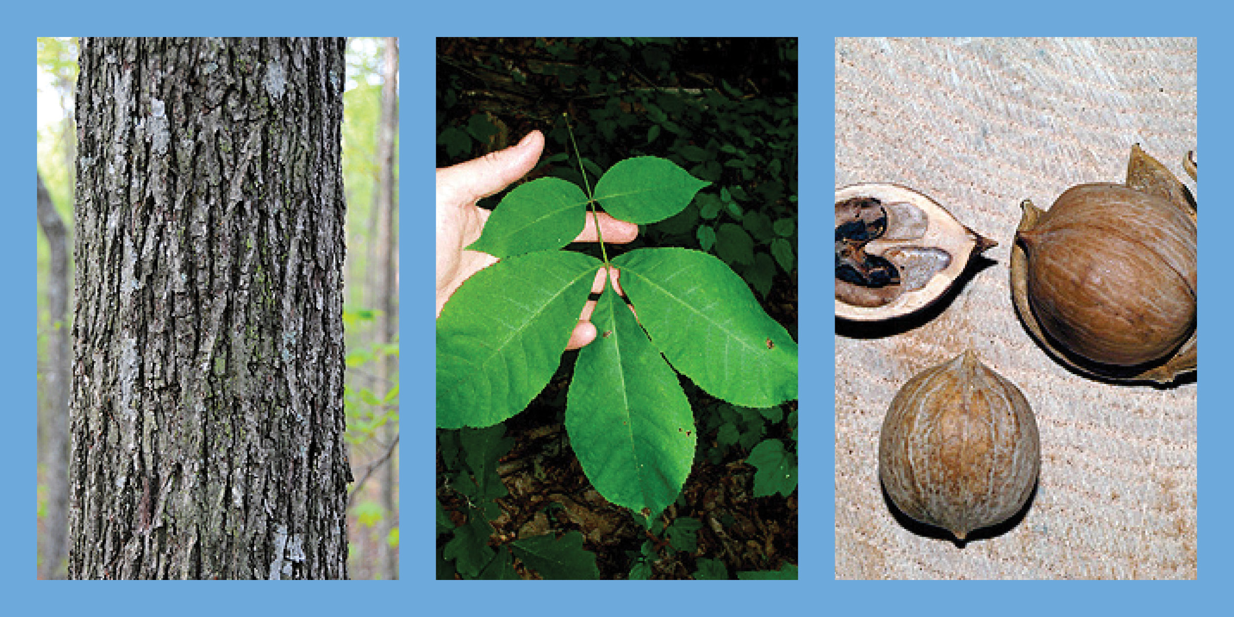 Three images of a Pignut Hickory Tree