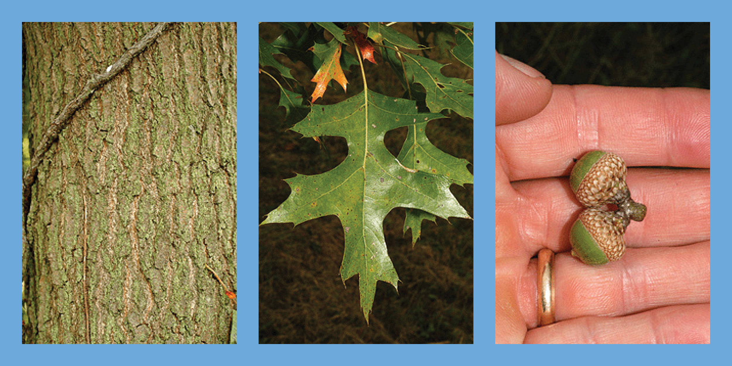 Three images of a Pin Oak tree