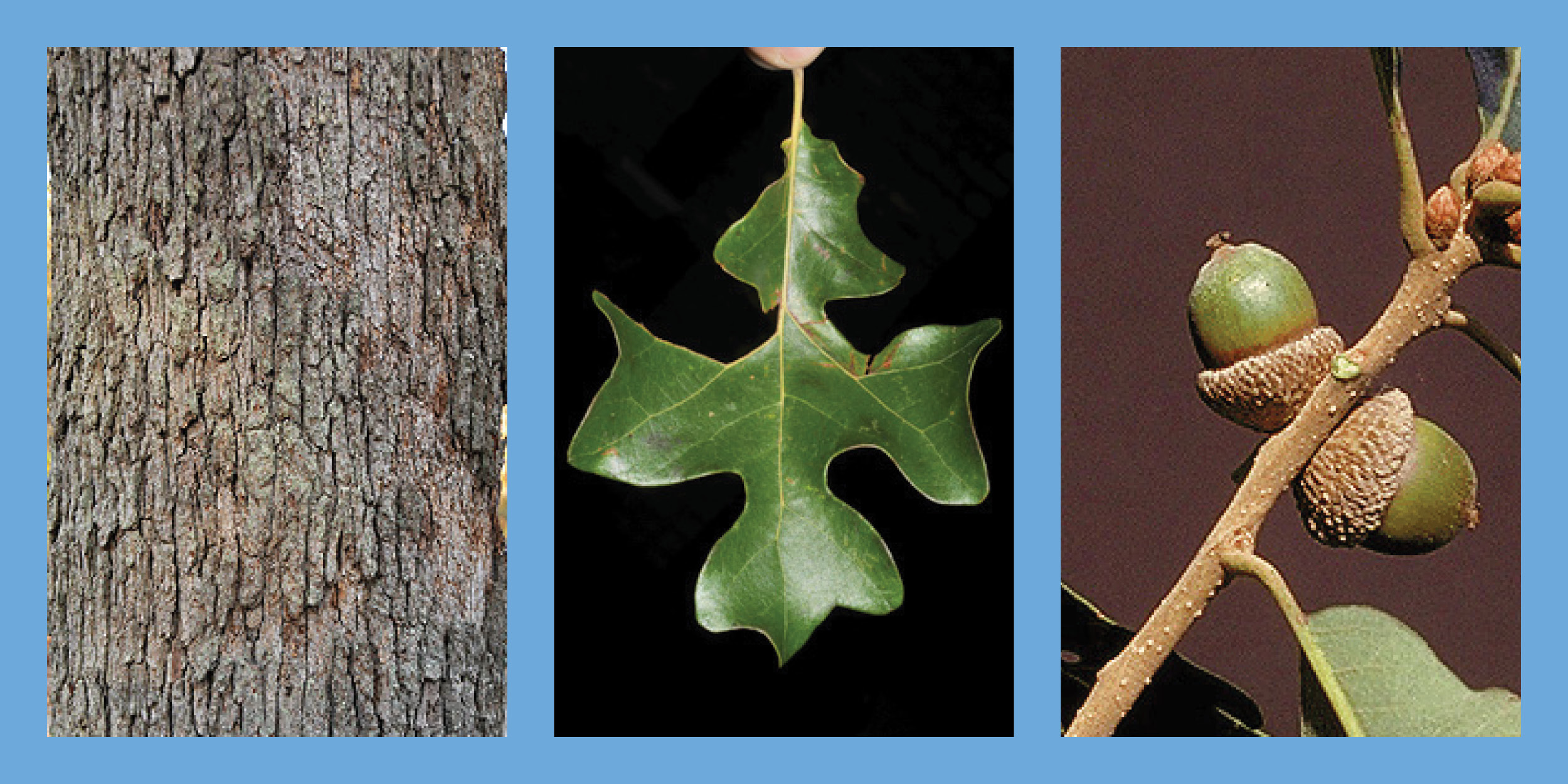 Three images of a Post Oak tree