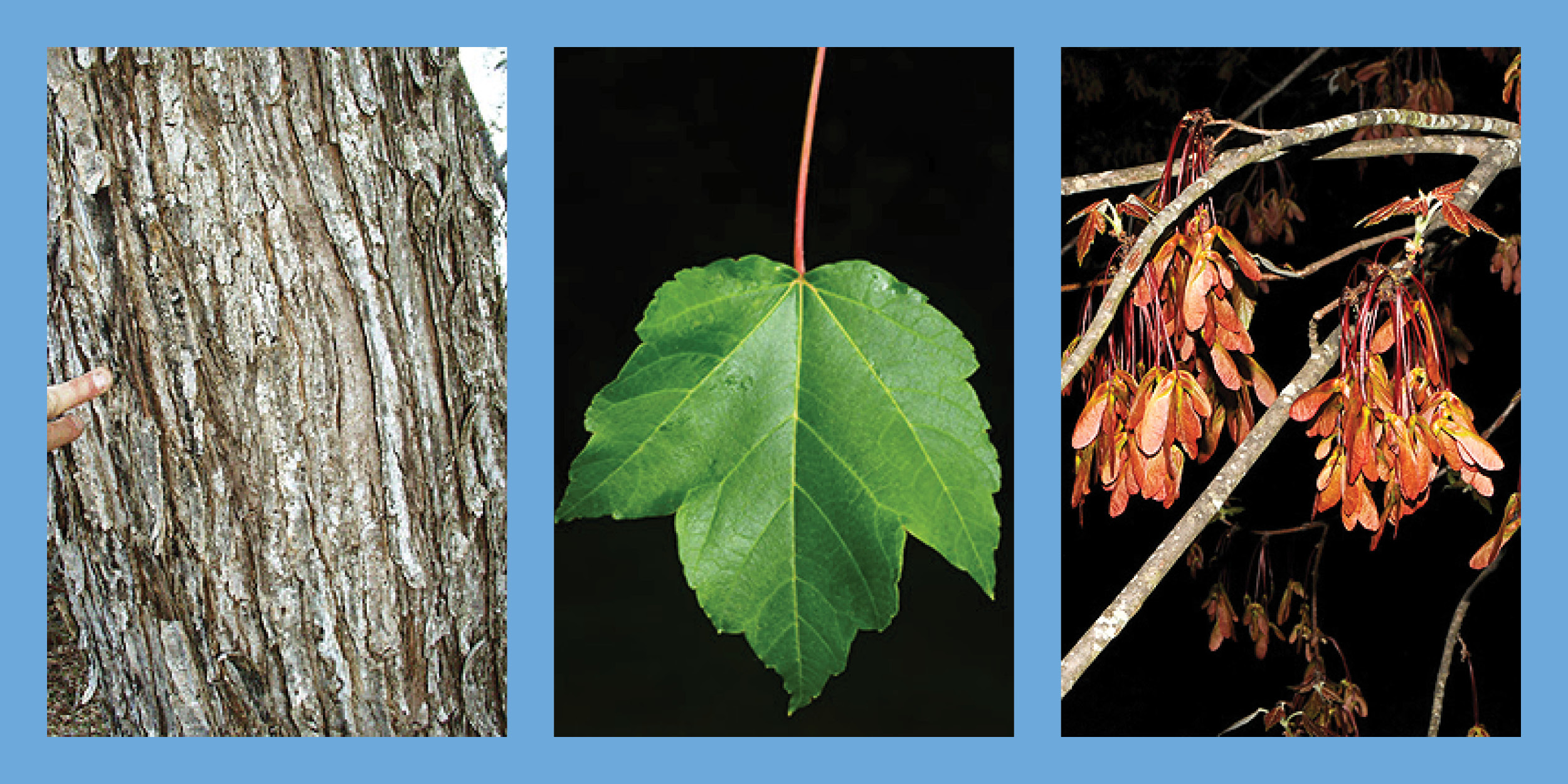 Three images of a Red Maple tree