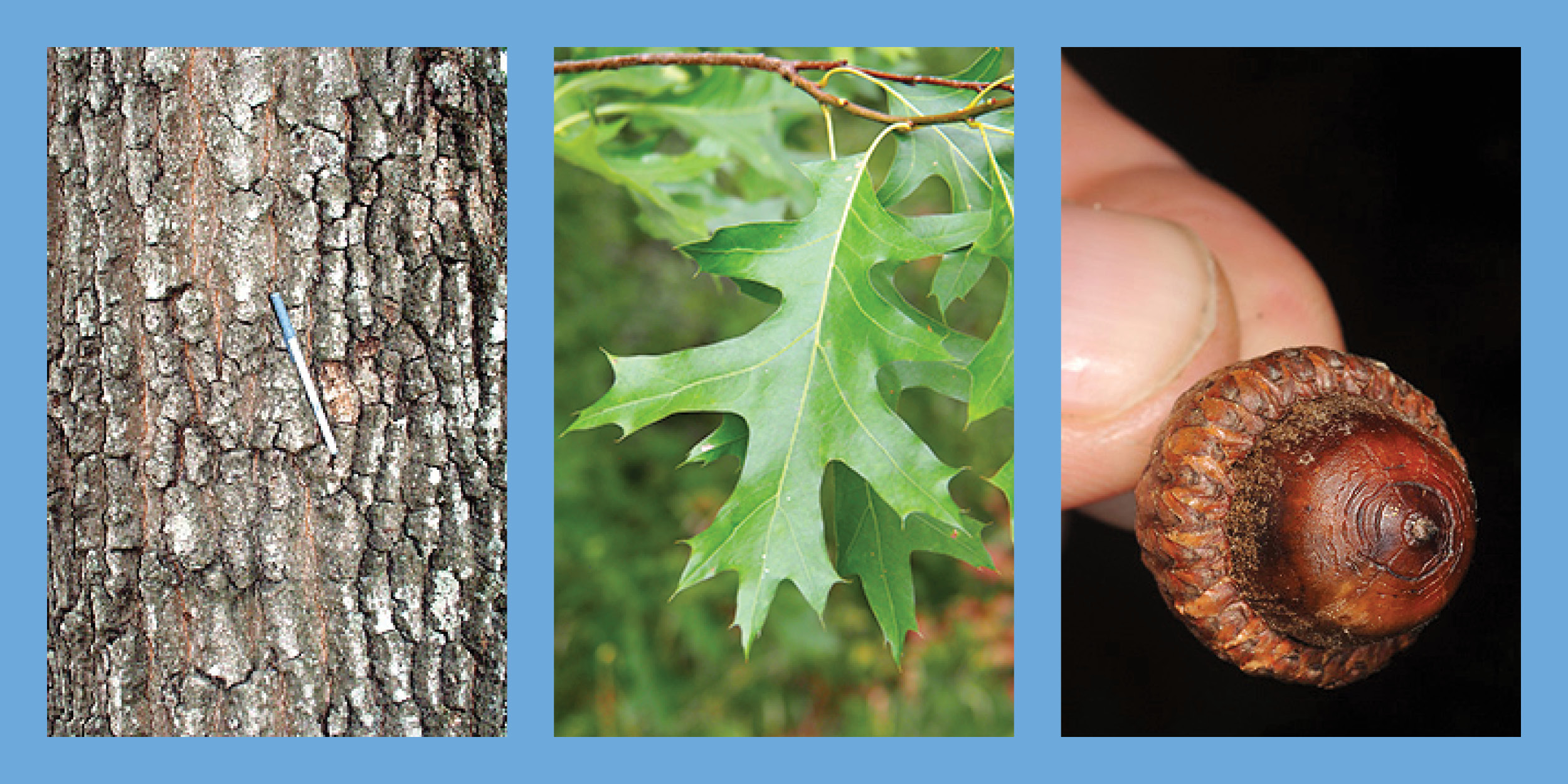 Three images of the Scarlet Oak tree