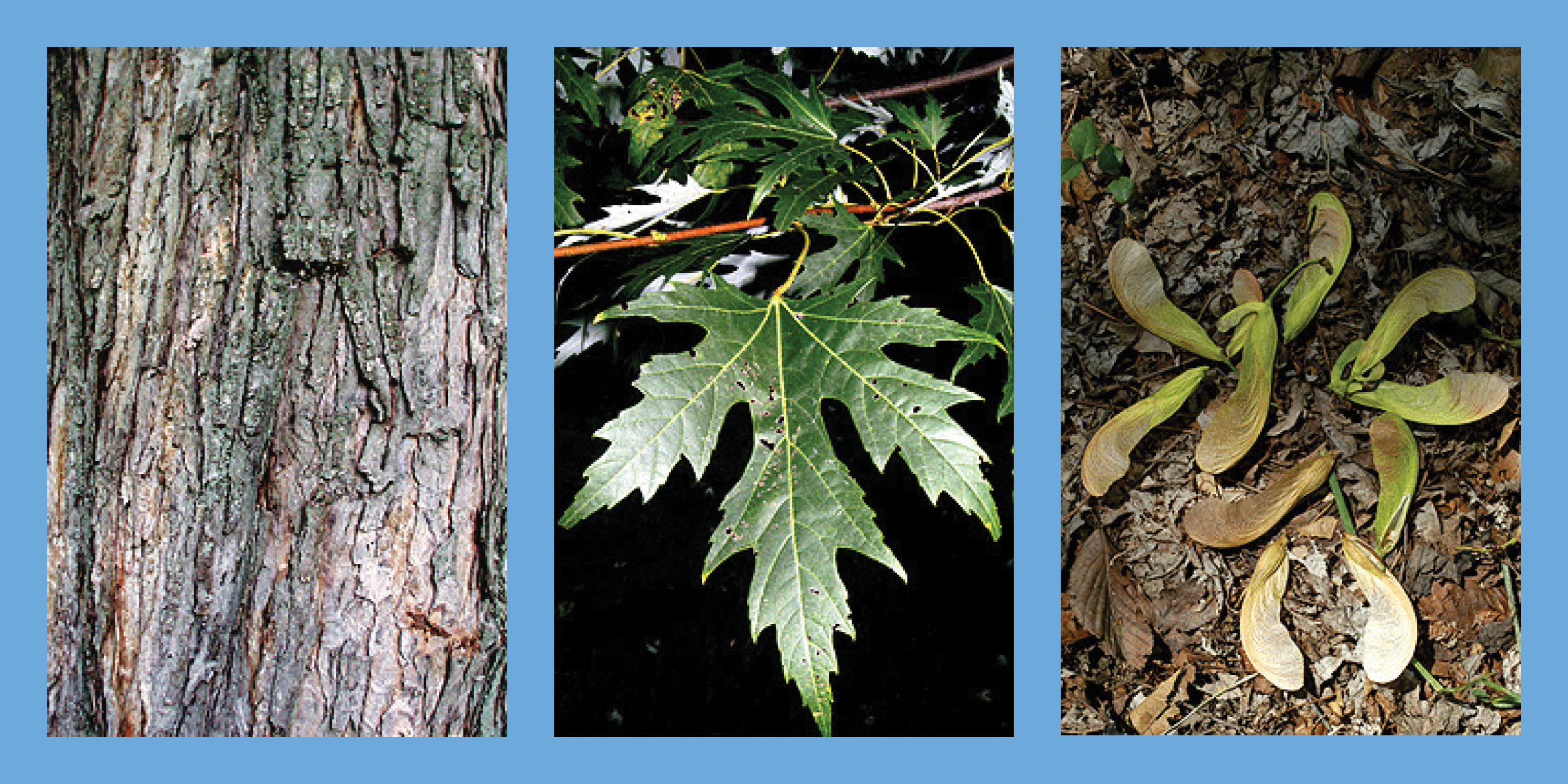 Three images of a Silver Maple tree