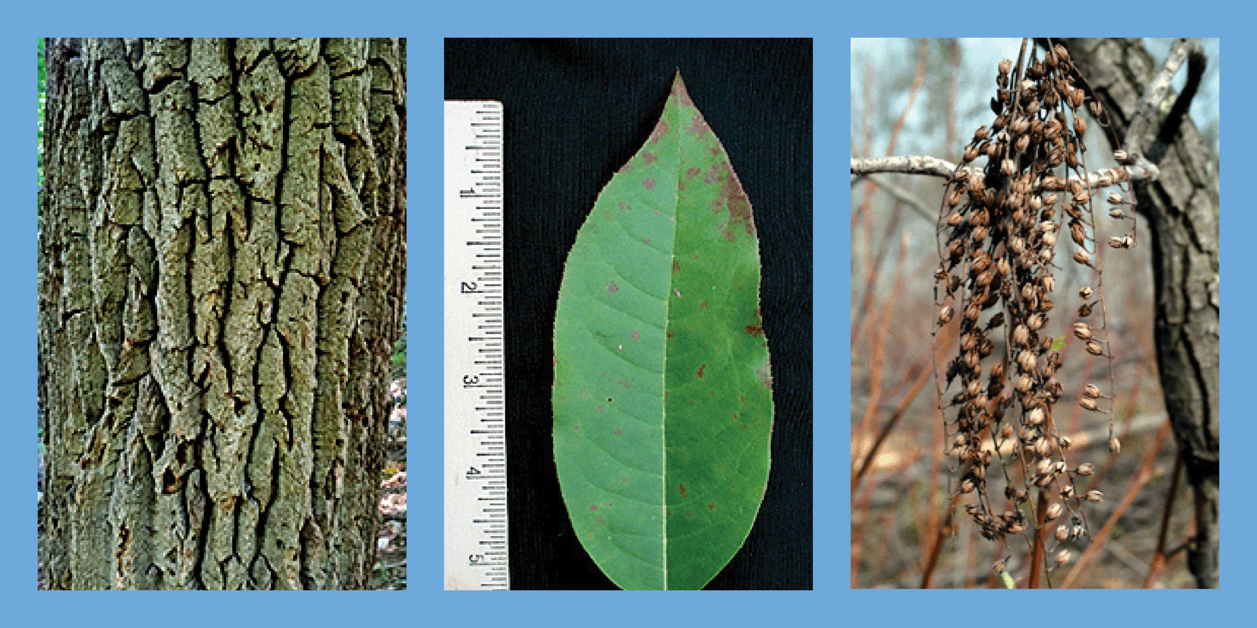 Three images of a Sourwood tree