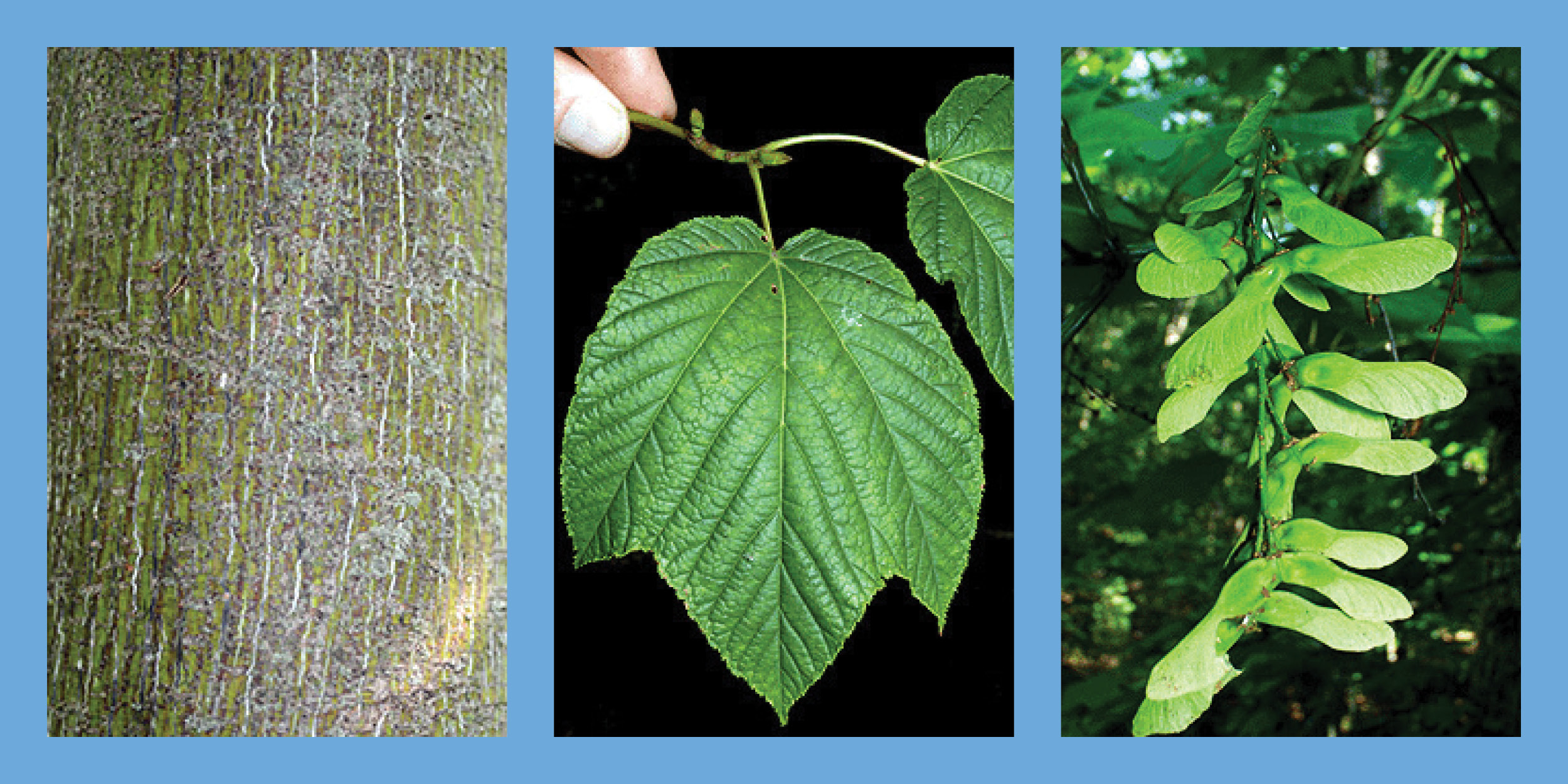 Three images of a Striped Maple tree