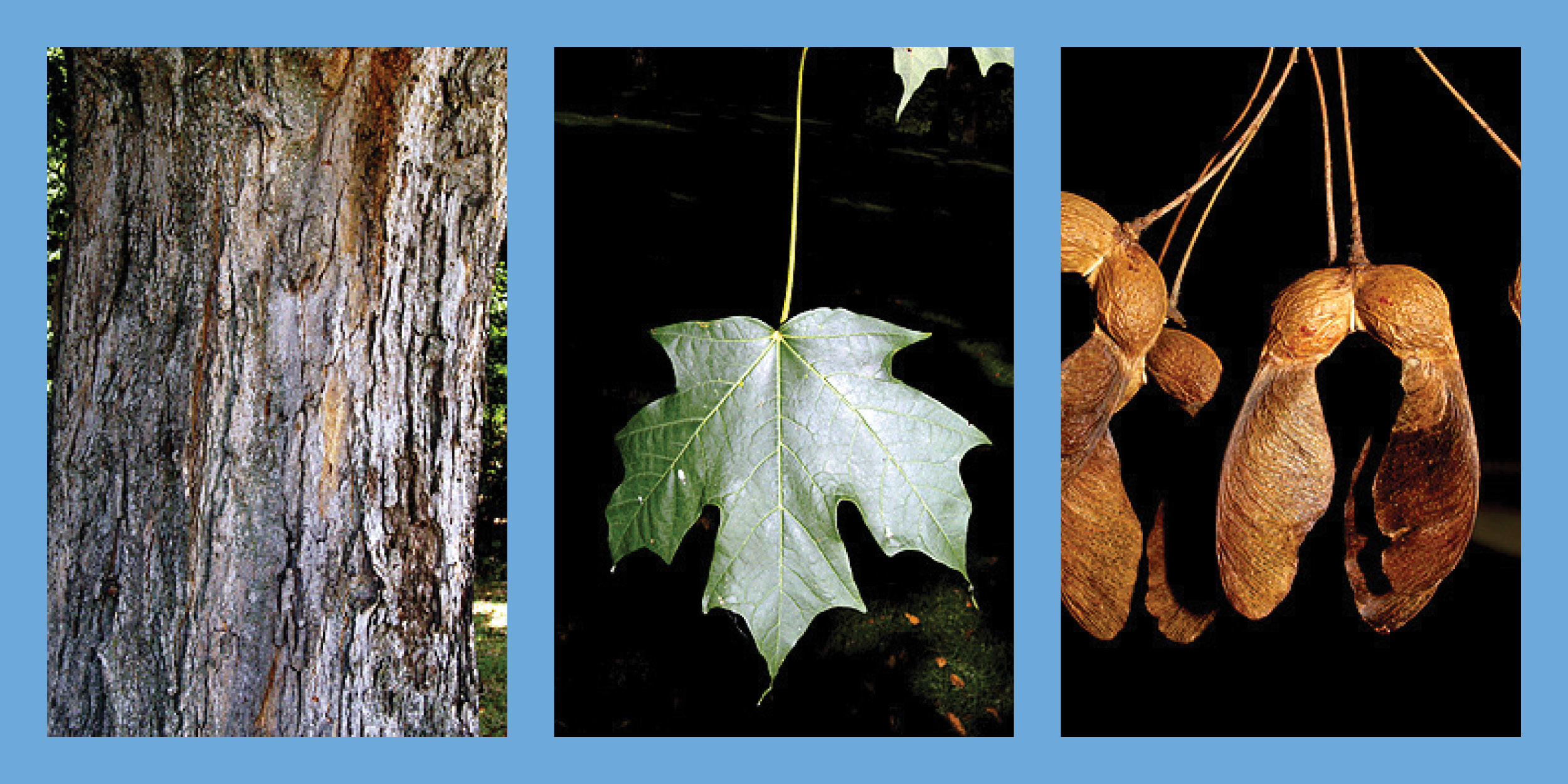 Three images of a Sugar Maple tree
