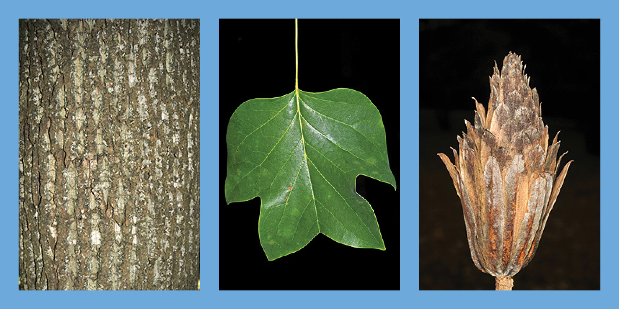 Three images of a Tulip-Poplar tree