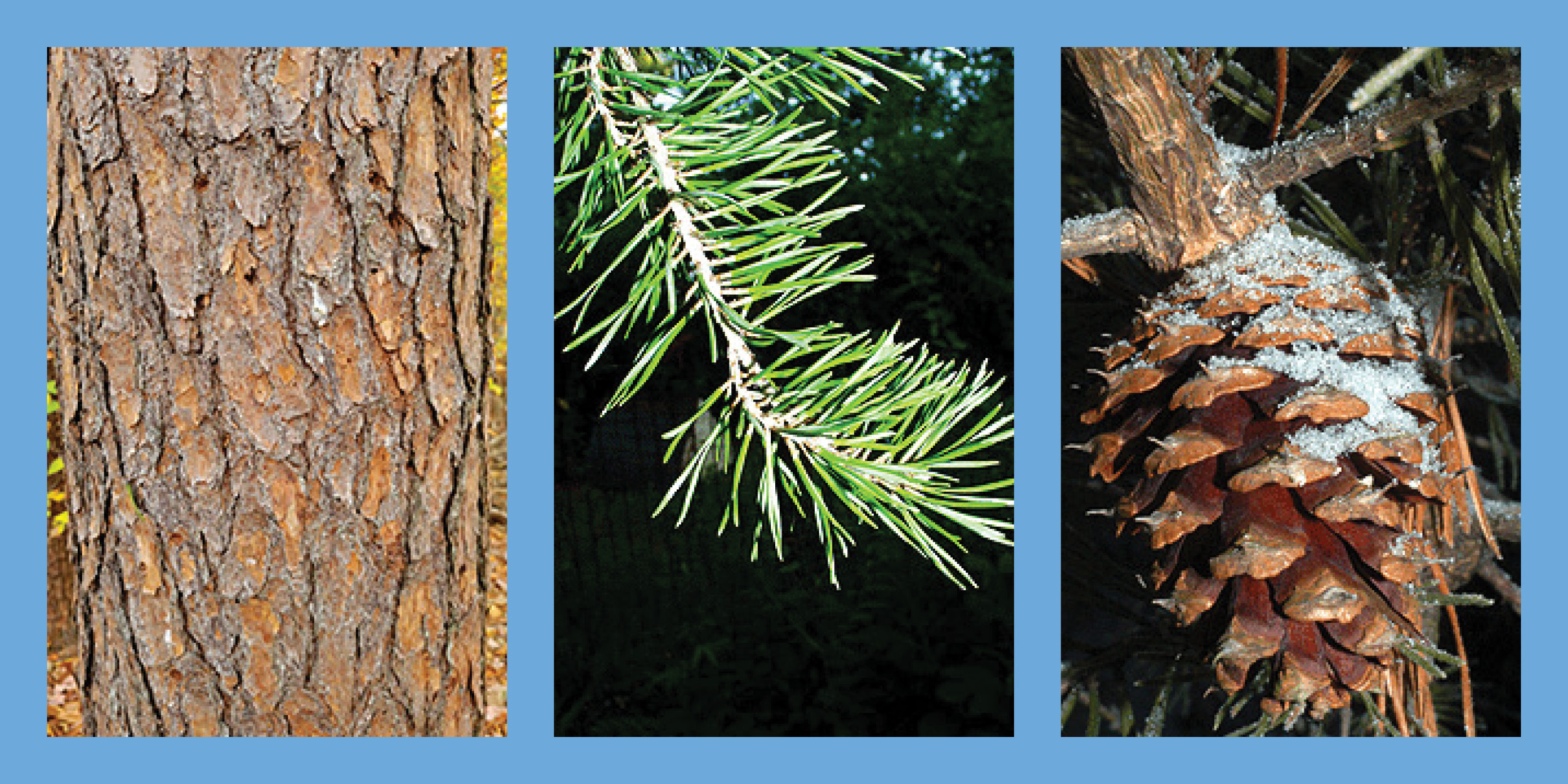Three images of a Virginia Pine tree