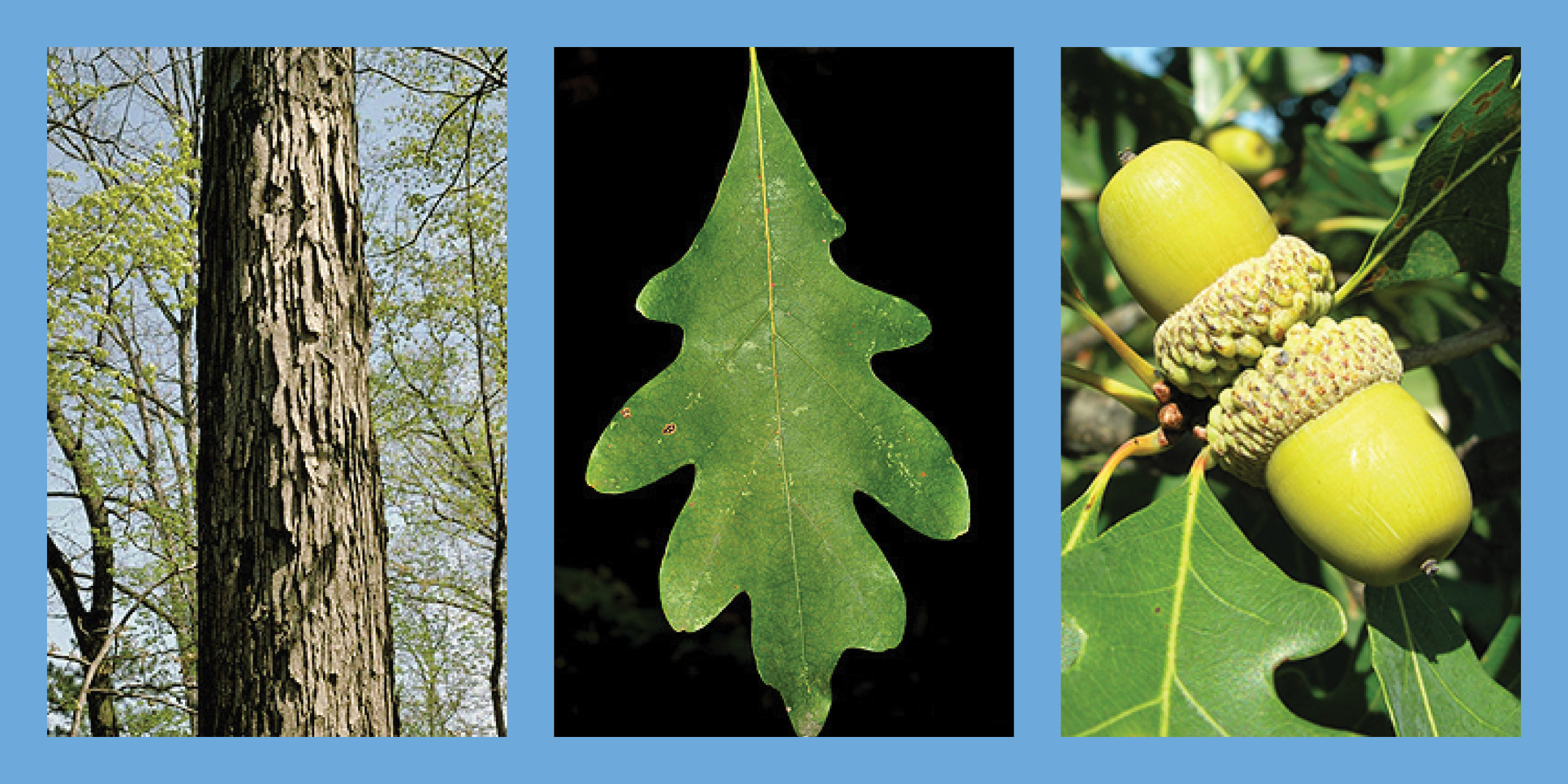 Three images of a White Oak tree